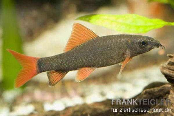 Grüner Fransenlipper - Epalzeorhynchos frenatum